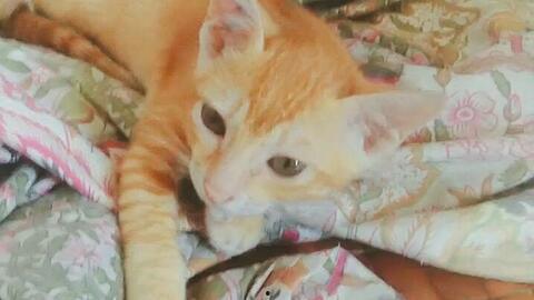 橘猫自拍在线视频