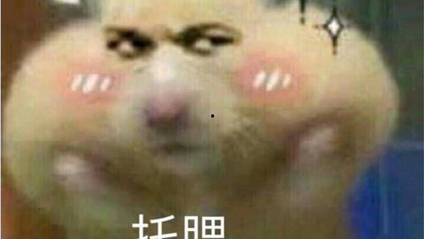 橘猫自拍在线视频