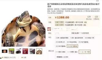 蝌蚪大帝在线视频,揭秘神奇生物的演变之旅