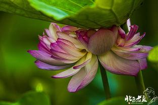 野荷花在线视频,探寻自然之美与生命奇迹