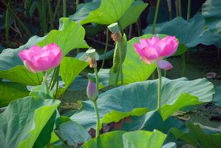野荷花在线视频,探寻自然之美与生命奇迹