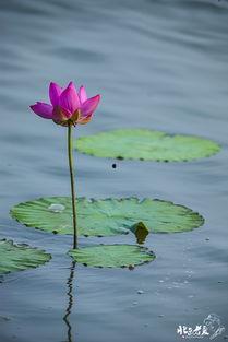 野荷花在线视频,探寻自然之美与生命奇迹