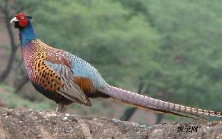 野鸡暗拍在线视频,真实内幕大曝光