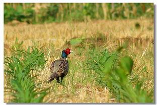 野鸡暗拍在线视频,真实内幕大曝光