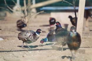 野鸡暗拍在线视频,真实内幕大曝光